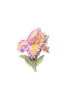 Iris Serenade SUMERRO